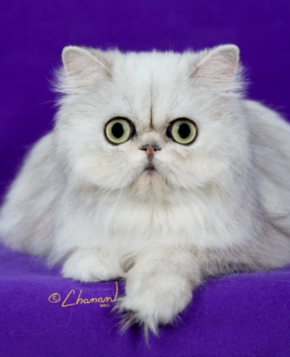 Persian Females Kelskits Silver Persian Golden Persian Cattery