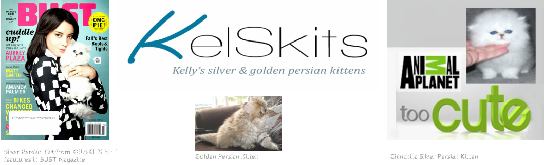 Kelskits Silver Persian & Golden Persian Cattery